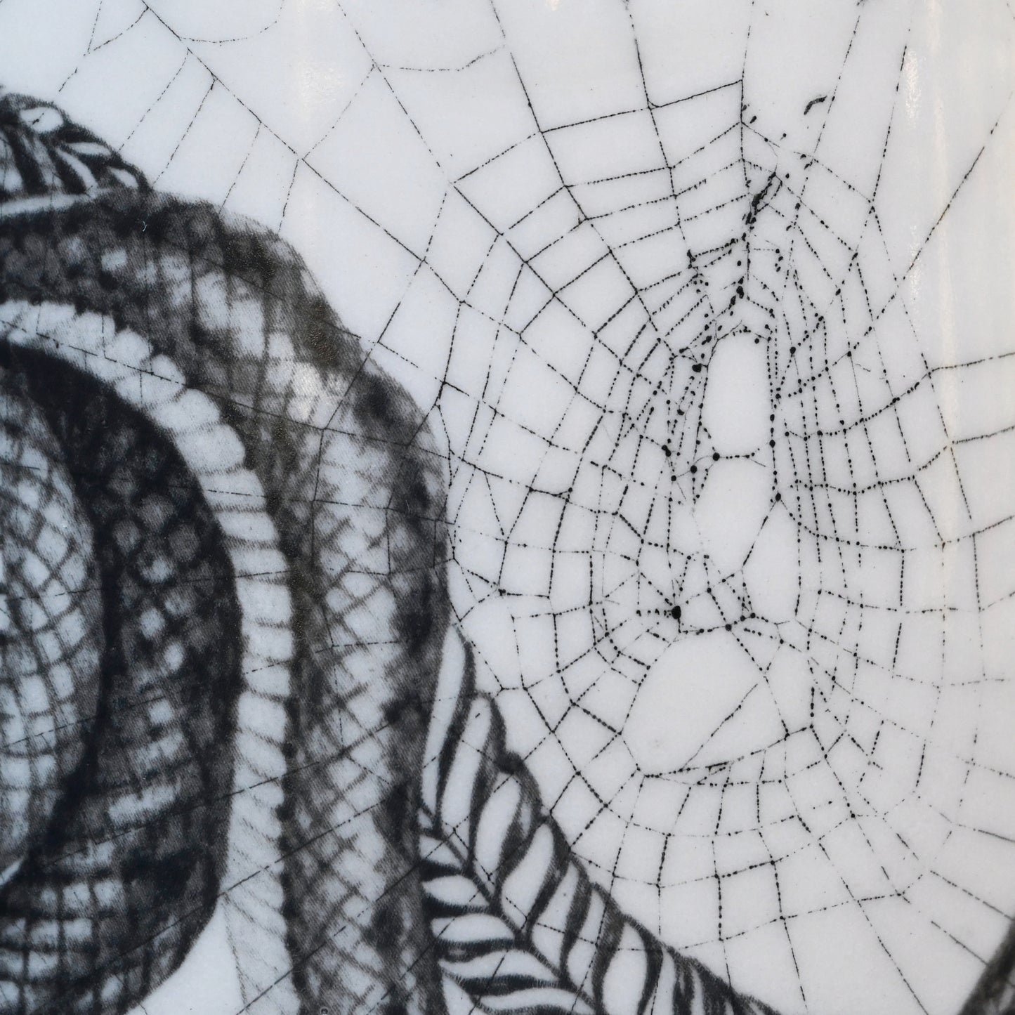 Web on Clay and Drawing (278), Web Collected October 31, 2022
