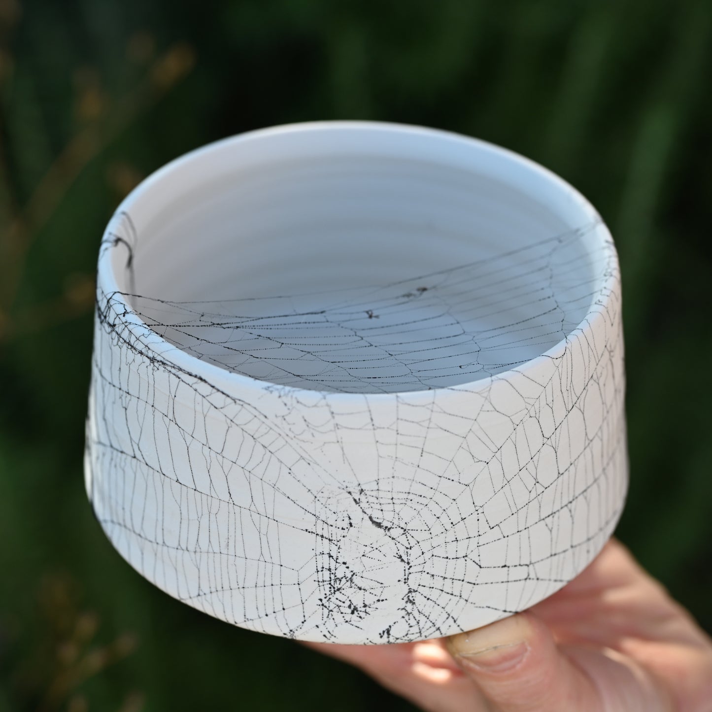 Web on Clay (237), Collected October 02, 2022