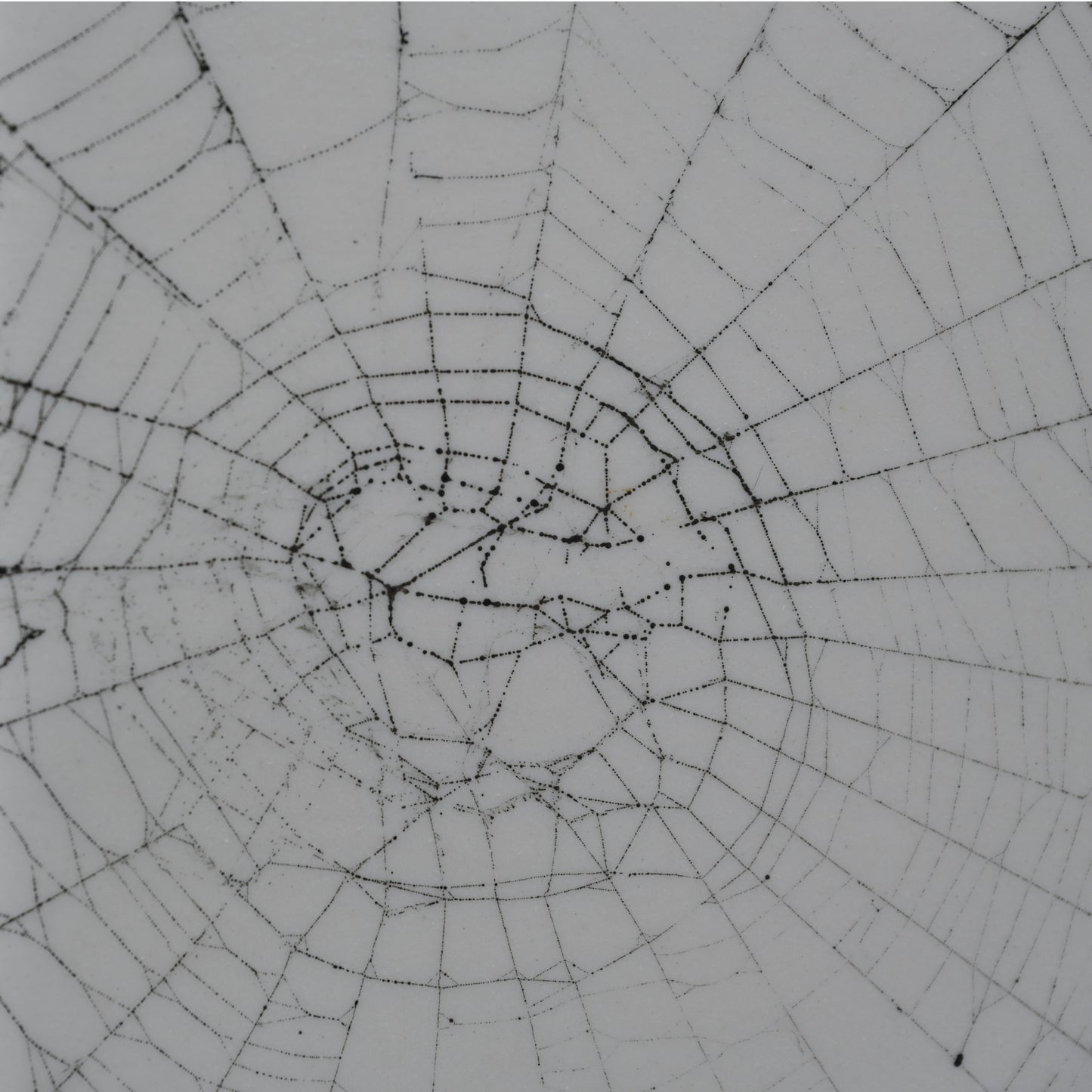 Web on Clay (131), Collected August 25, 2022