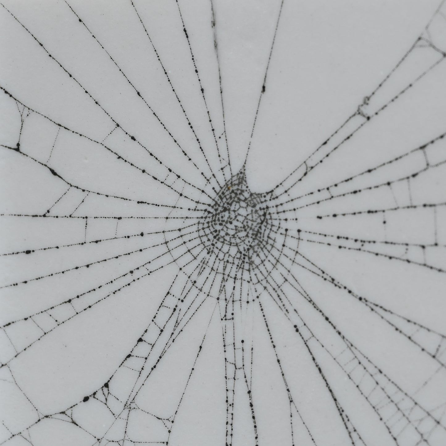 Web on Clay (145), Collected August 25, 2022