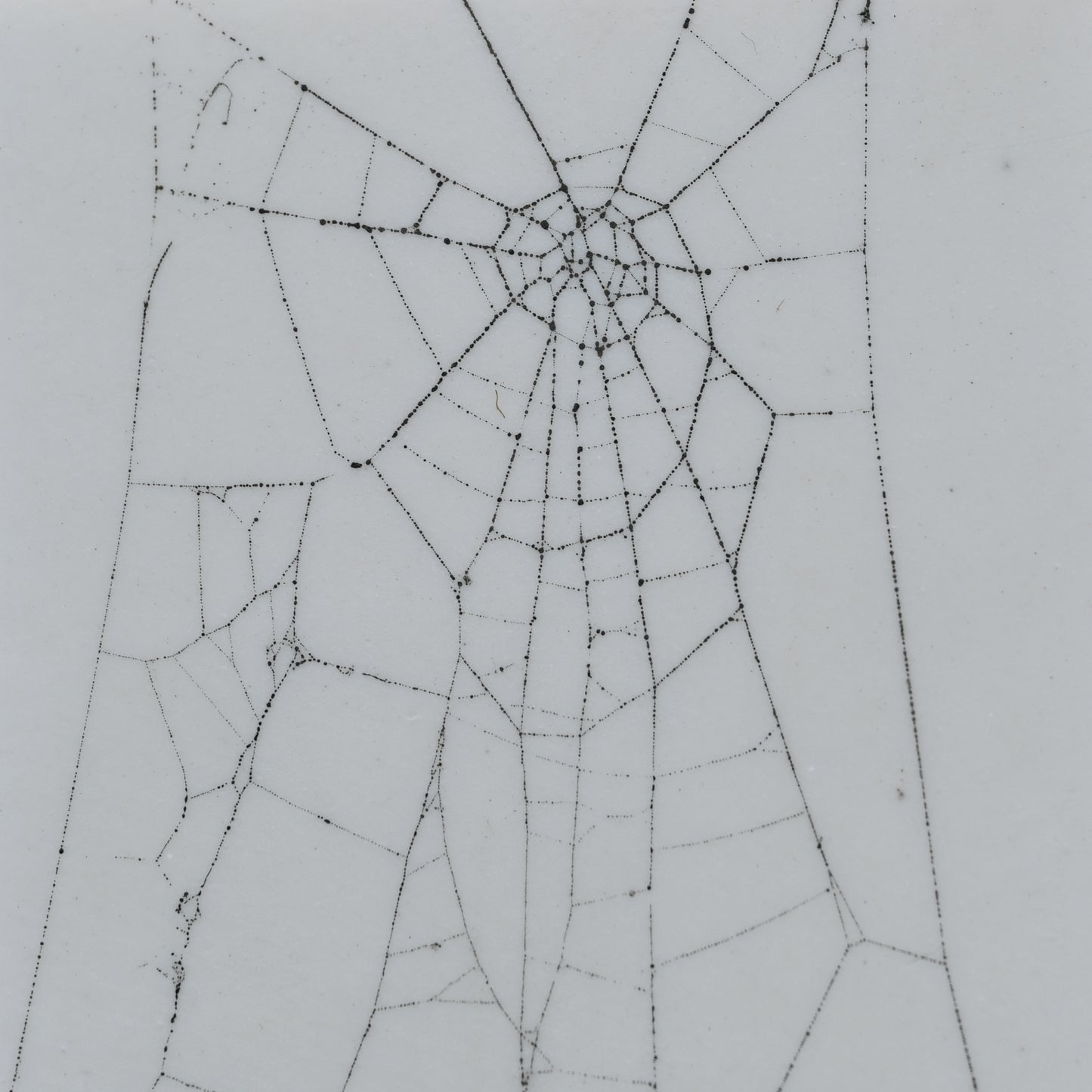 Web on Clay (146), Collected August 25, 2022