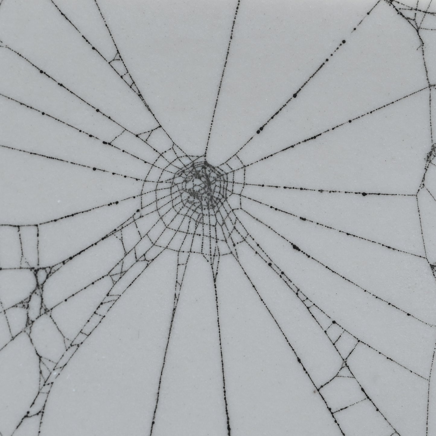 Web on Clay (147), Collected August 19, 2022