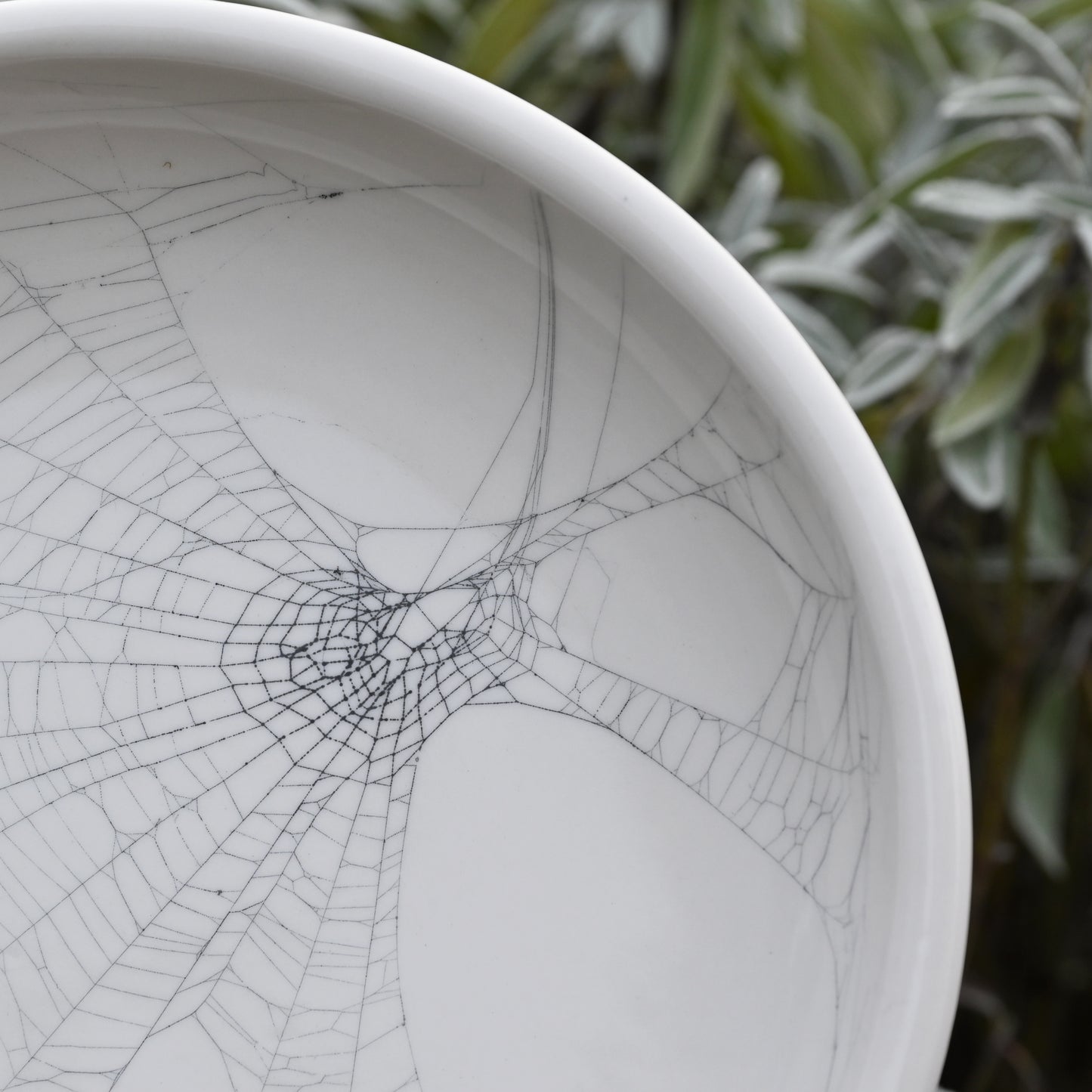 Web on Clay (267), Collected October 28, 2022