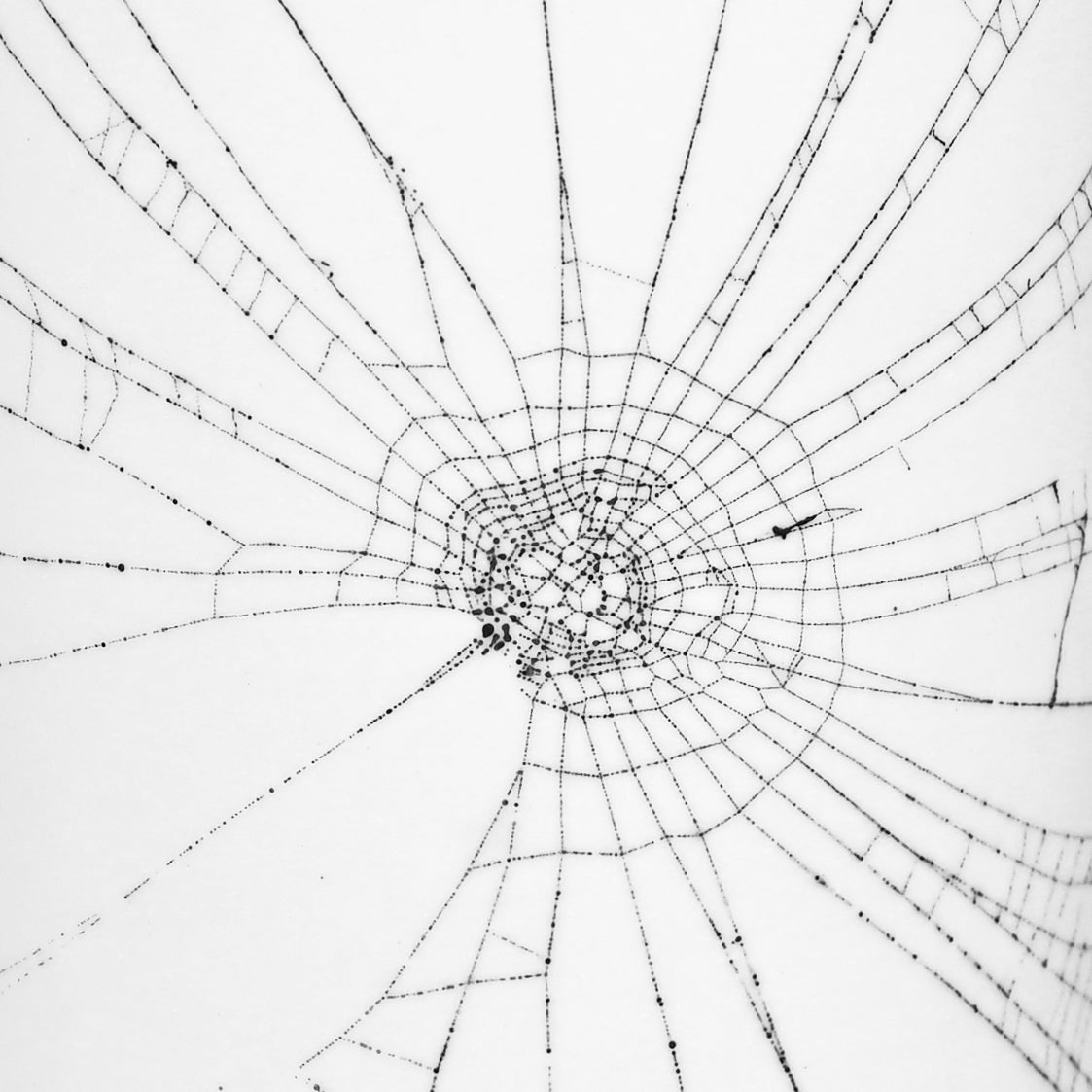 Web on Clay (169), Collected September 15, 2022