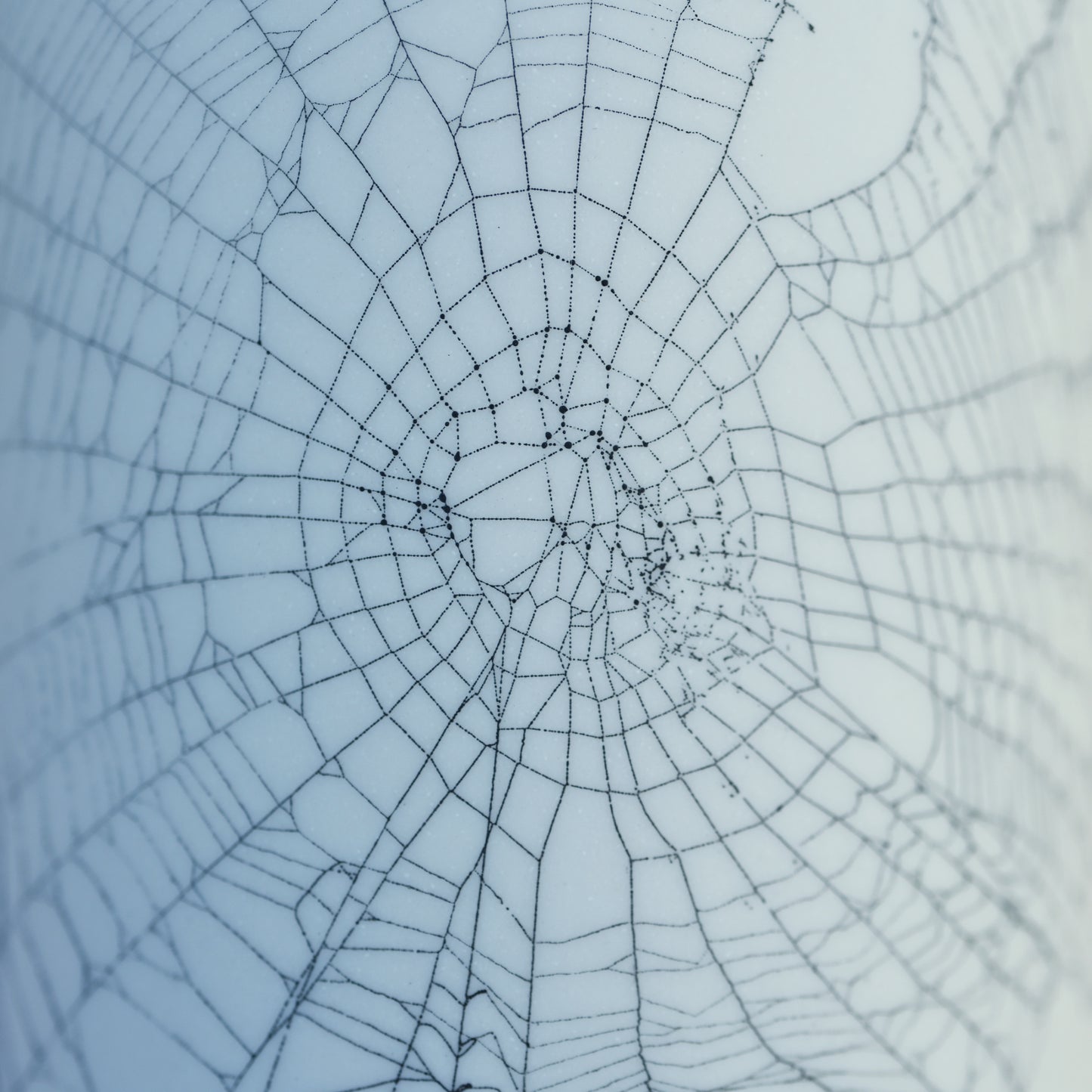 Web on Clay (118), Collected September 09, 2022