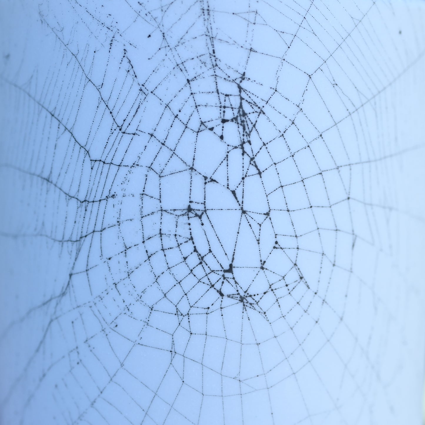 Web on Clay (119), Collected September 07, 2022