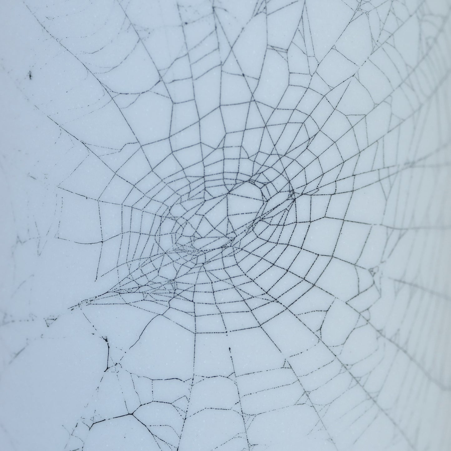 Web on Clay (121), Collected September 09, 2022